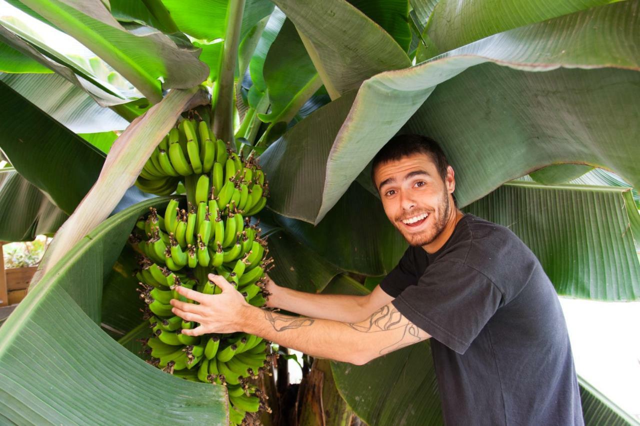 Tropical House Las Palmas / Gran Canaria